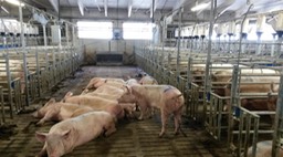Group housing at Brutti Massimo farm