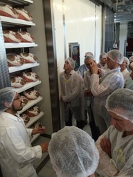 Fresh hams in their first salting on their way to become prosciutto di parma