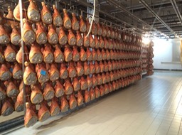 prosciutti in their drying process