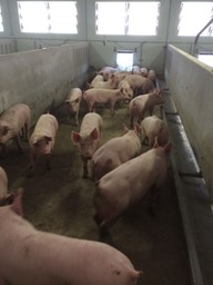 Finisher pigs do have possibility to exit their pen